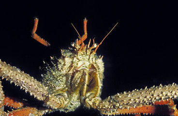 ARAIGNEE DE MER maia squinado