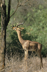 GAZELLE DE WALLER litocranius walleri