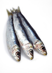 SARDINE