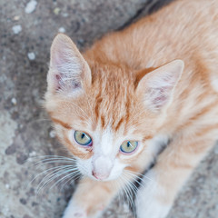 Small orange cat puppy smeling