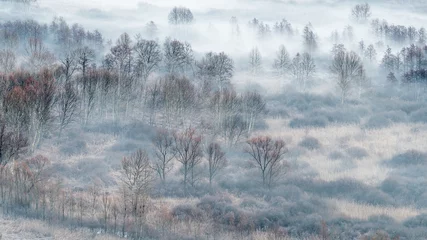 Türaufkleber Nach Farbe Winterlandschaft, der neblige Wald bei Sonnenaufgang