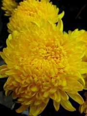 yellow flower of calendula