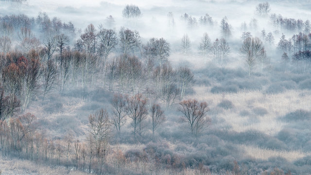 Fototapeta Winter landscape, the misty forest at sunrise