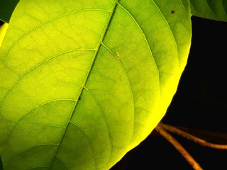 Naklejka na ściany i meble closeup of green leaf