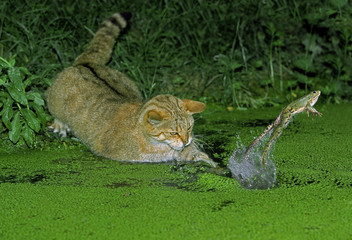CHAT SAUVAGE D'EUROPE felis silvestris © slowmotiongli