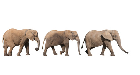 Obraz premium ELEPHANT D'AFRIQUE loxodonta africana