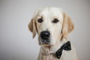 Golden retriever in studio with bowtie