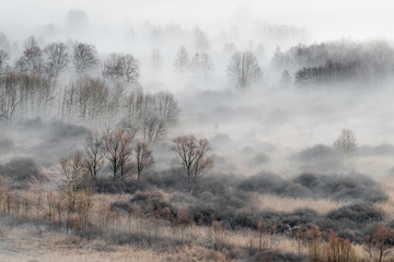 Wonderful sunrise over the foggy forest