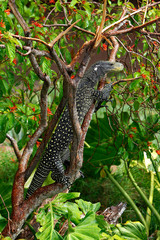 VARAN CROCODILE Varanus salvadorii