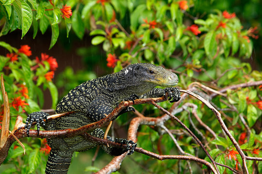 VARAN CROCODILE Varanus salvadorii