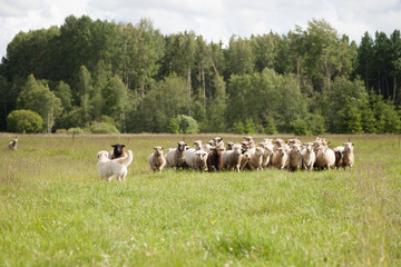 Dog and sheep in the meadow
