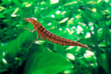 DYTIQUE BORDE dytiscus marginalis