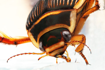 DYTIQUE BORDE dytiscus marginalis