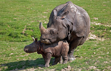 Fototapeta premium RHINOCEROS INDIEN rhinoceros unicornis