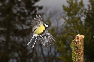 MESANGE CHARBONNIERE parus major