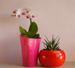 Home flowers in red pots on a light background. White orchid and succulent haworthia in bright pots.  Green home plants. 