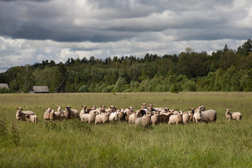 Obraz premium sheep in a meadow summer time