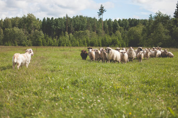 Obraz premium Dog and sheep in the meadow