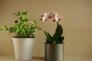Нouseplant on a beige wall background. White orchid and rose flower  in pots.  Green home plants.