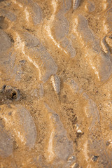 Mud skipper fish on sand beach