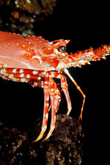 LANGOUSTE  DU NATAL palinurus delagoae
