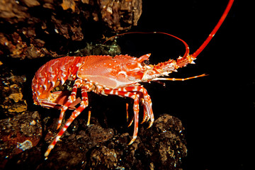 LANGOUSTE  DU NATAL palinurus delagoae