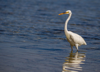 Wild heron in egypt