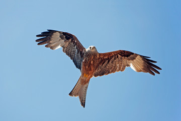 MILAN ROYAL  milvus milvus