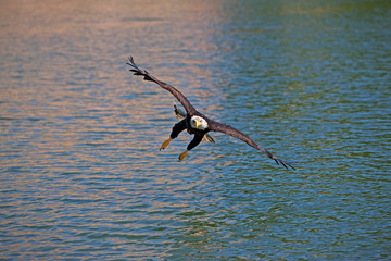 PYGARGUE A TETE BLANCHE haliaeetus leucocephalus