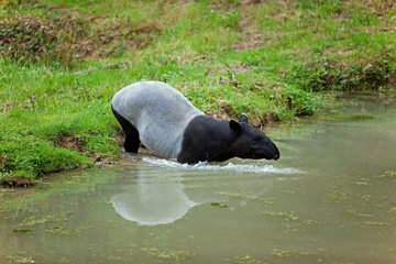 TAPIR DE MALAISIE tapirus indicus