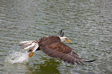 PYGARGUE A TETE BLANCHE haliaeetus leucocephalus