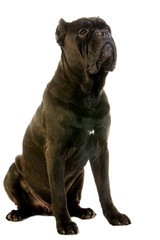 CANE CORSO