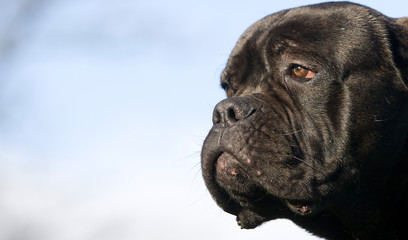 CANE CORSO