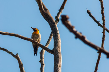 Campo Flicker among branchs with a blue sky as background