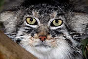 MANUL otocolobus manul