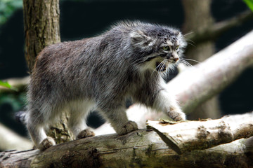 MANUL otocolobus manul