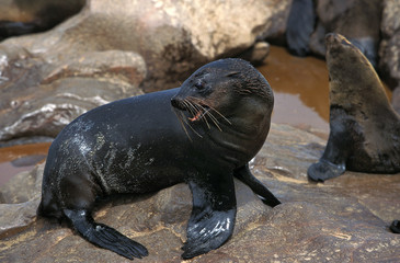 OTARIE A FOURRURE D'AFRIQUE DU SUD arctocephalus pusillus