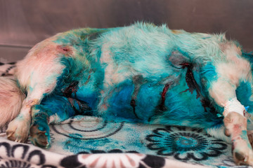 dog with multiple bite wounds at the veterinary clinic