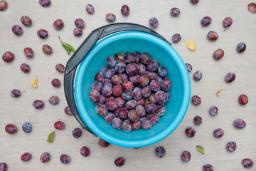 The bucket of the fresh harvested plums among scattered plums on the floor
