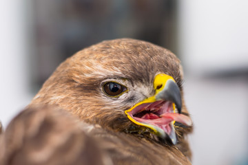 close-up photo of a pigeon hawk with the mouth  opened