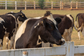 Black pied cow, in the thailand, standing on green grass in a meadow pasture.