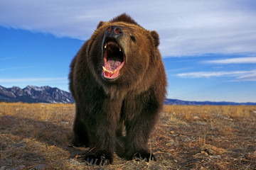 OURS KODIAK ursus arctos middendorffi