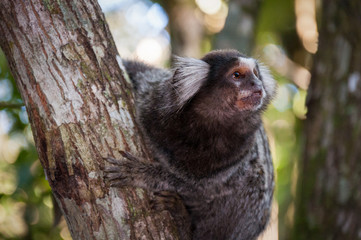 Closeup of a Marmoset looking for something at the right