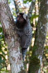 Marmoset hanging on a tree trunk looking to the left