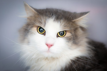 Fototapeta na wymiar portrait of a domestic longhair cat