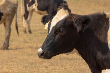 Black pied cow, in the thailand, standing on green grass in a meadow pasture.