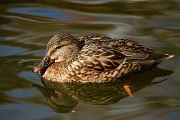 The grey duck is floating on the park lake