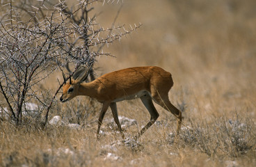 STEENBOK raphicerus campestris