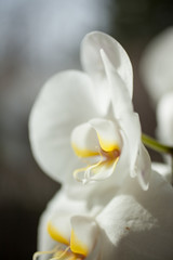 White orchids in sunlight