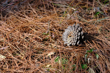 Pine cones